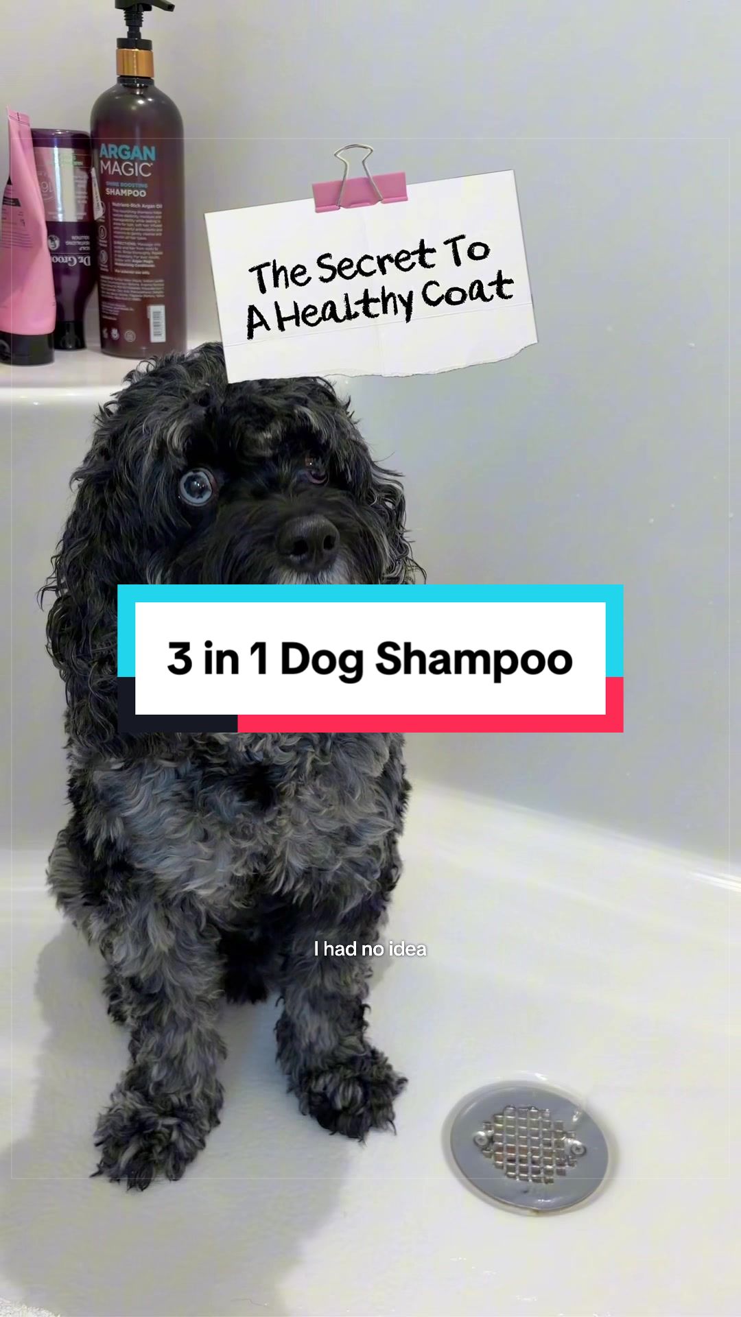 @Archie The Bernedoodle