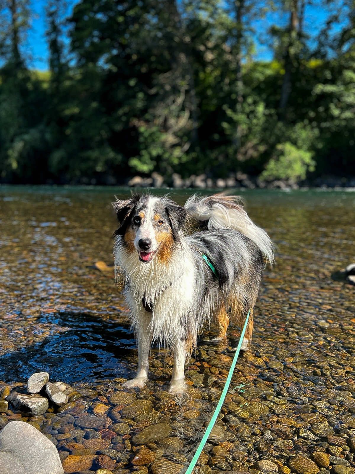 @lauren | dog behavior pro