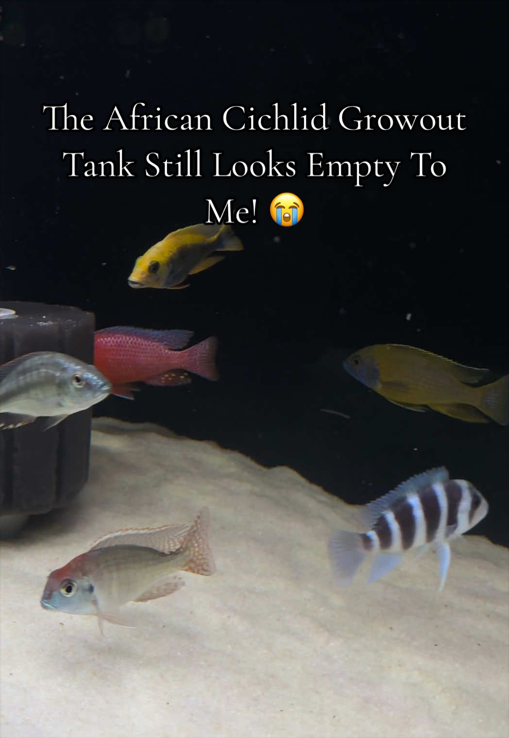 @Tony’s Tanks