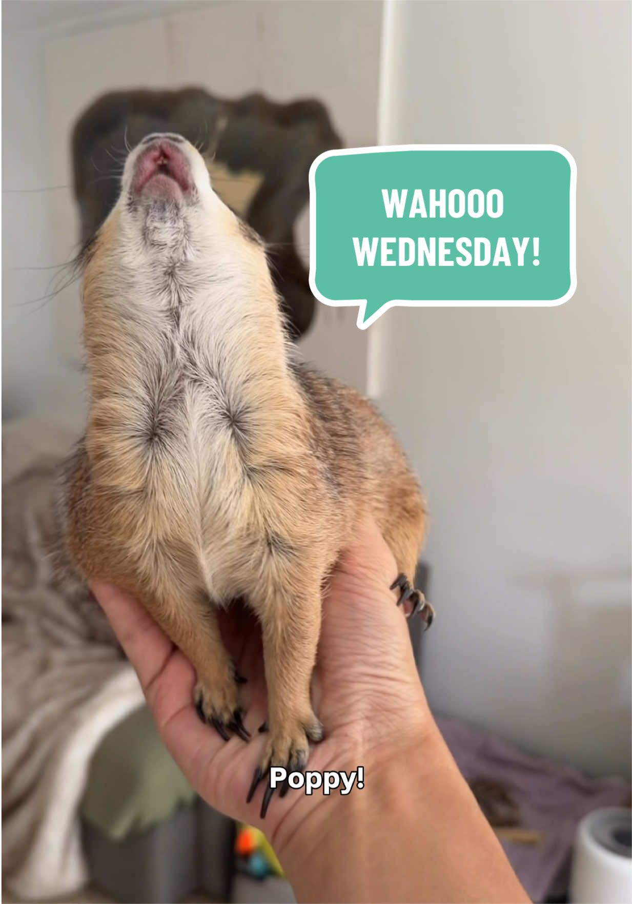 @Poppy the Prairie Dog