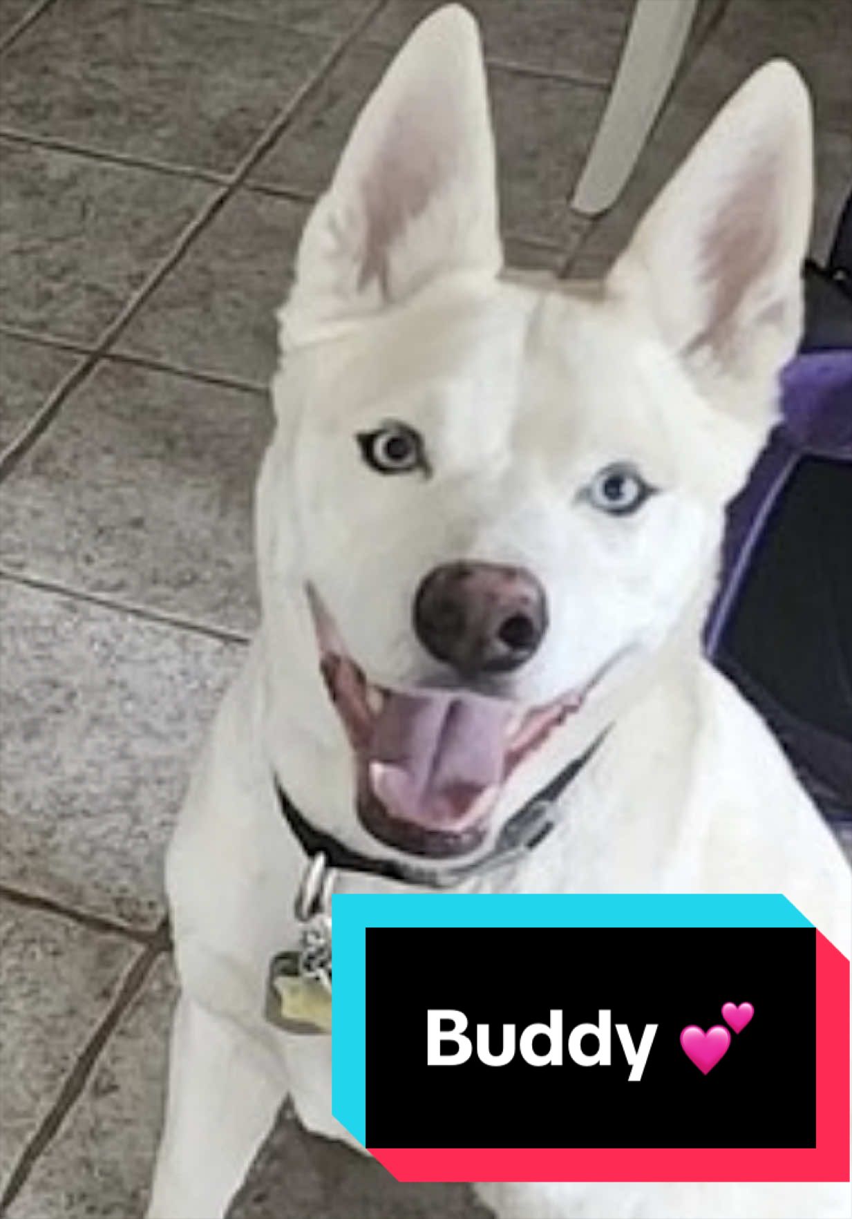 @Joyful Pets