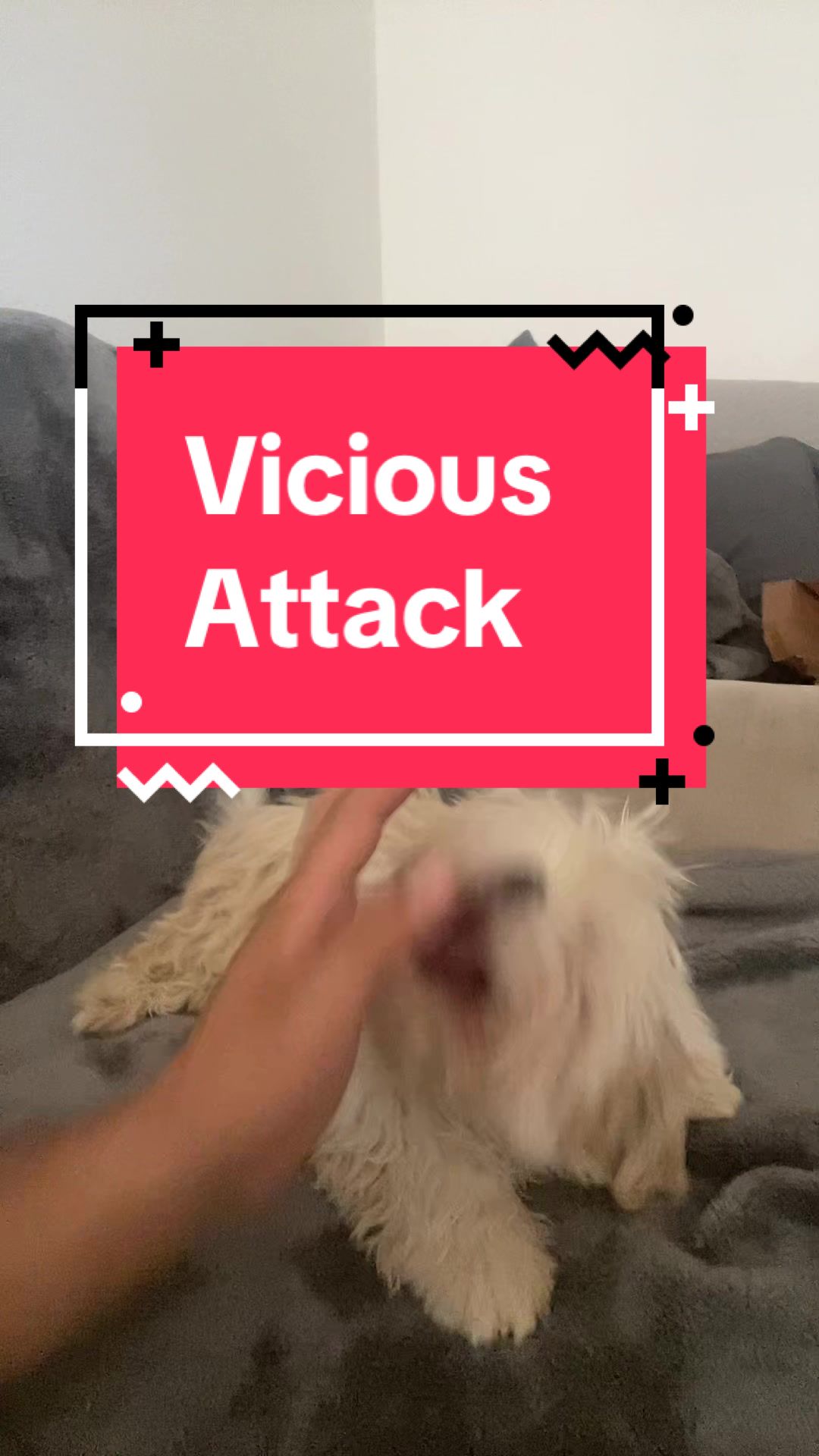 @2many.mutts