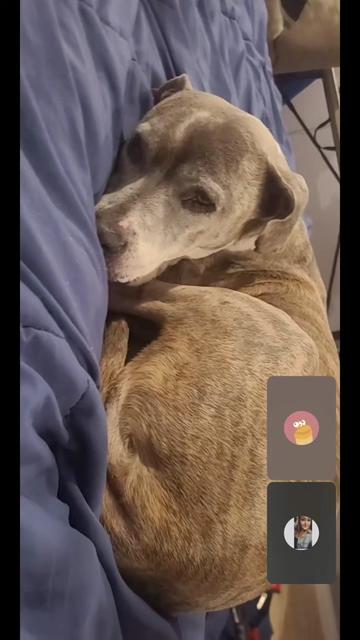 @Oatmeal 🐶🎧❤️🐕