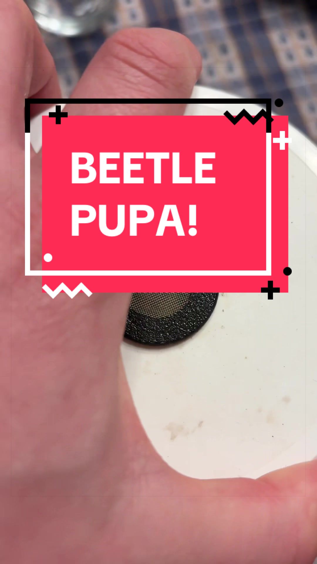 @DoctorBugz