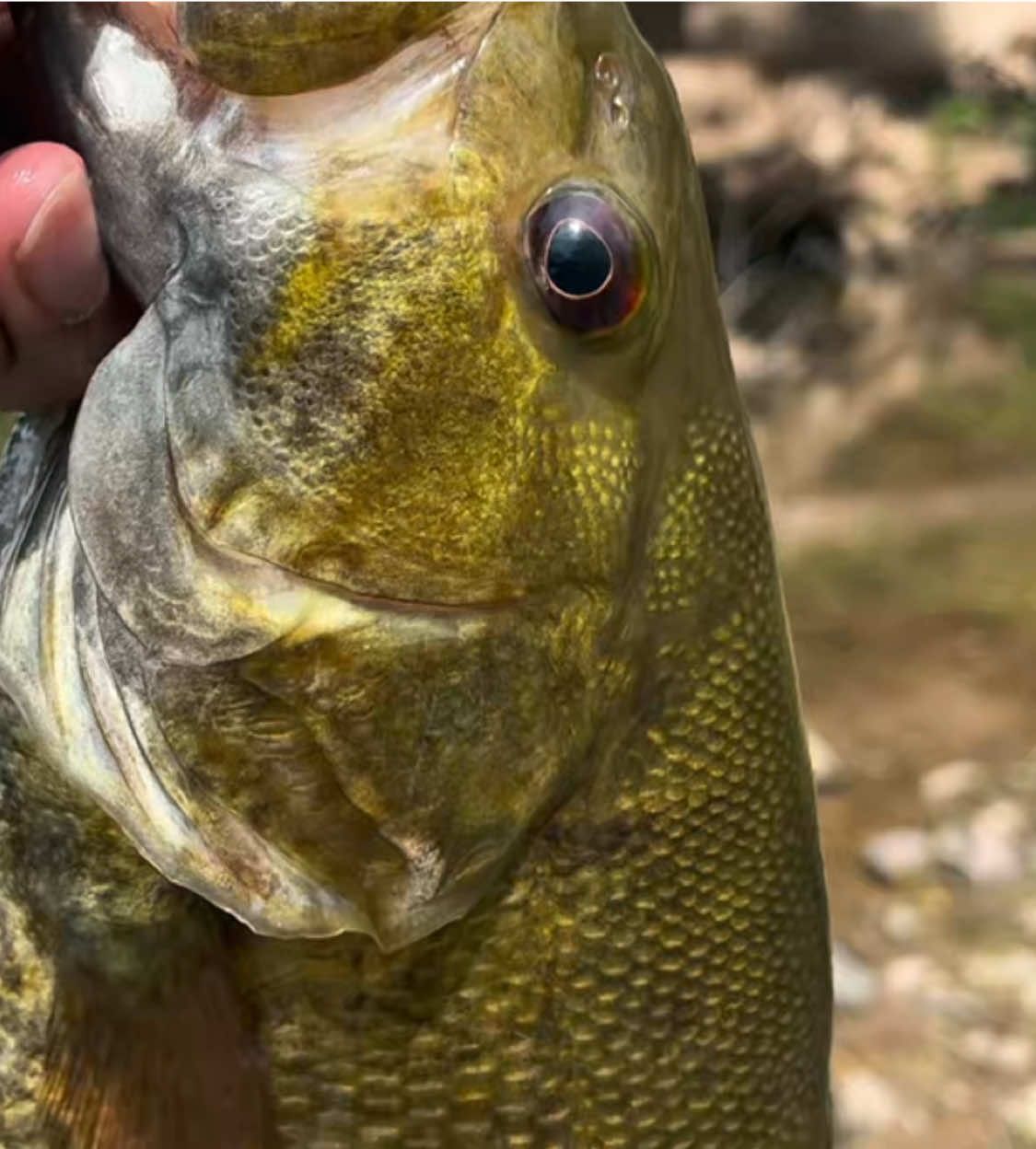 @Bassin Baskie