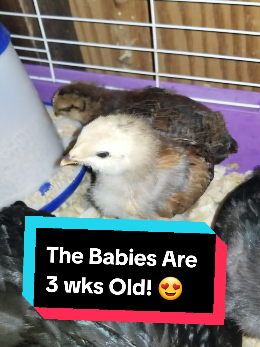 @CityChickenFarm