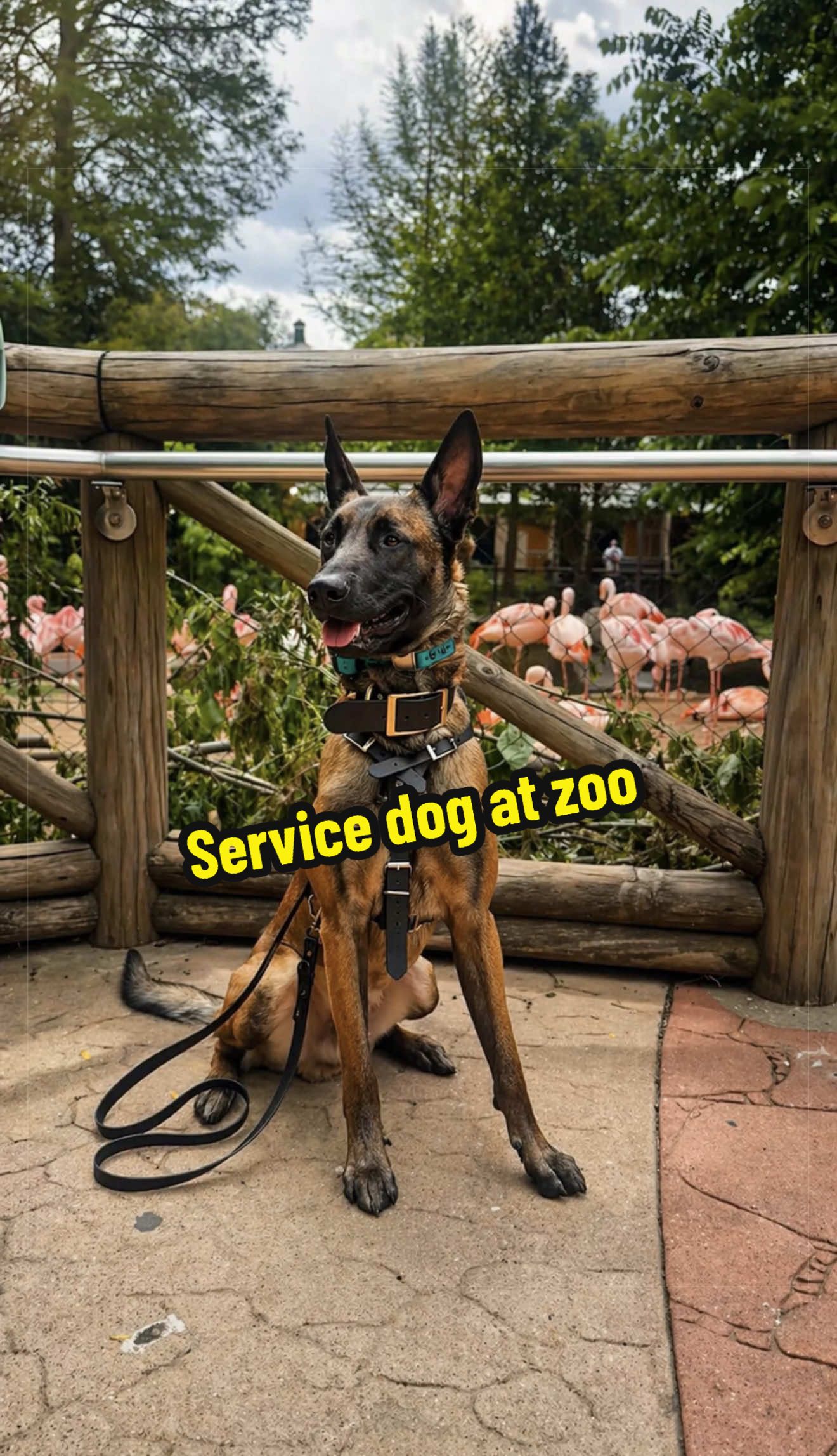 @CRZK9 Dog Training