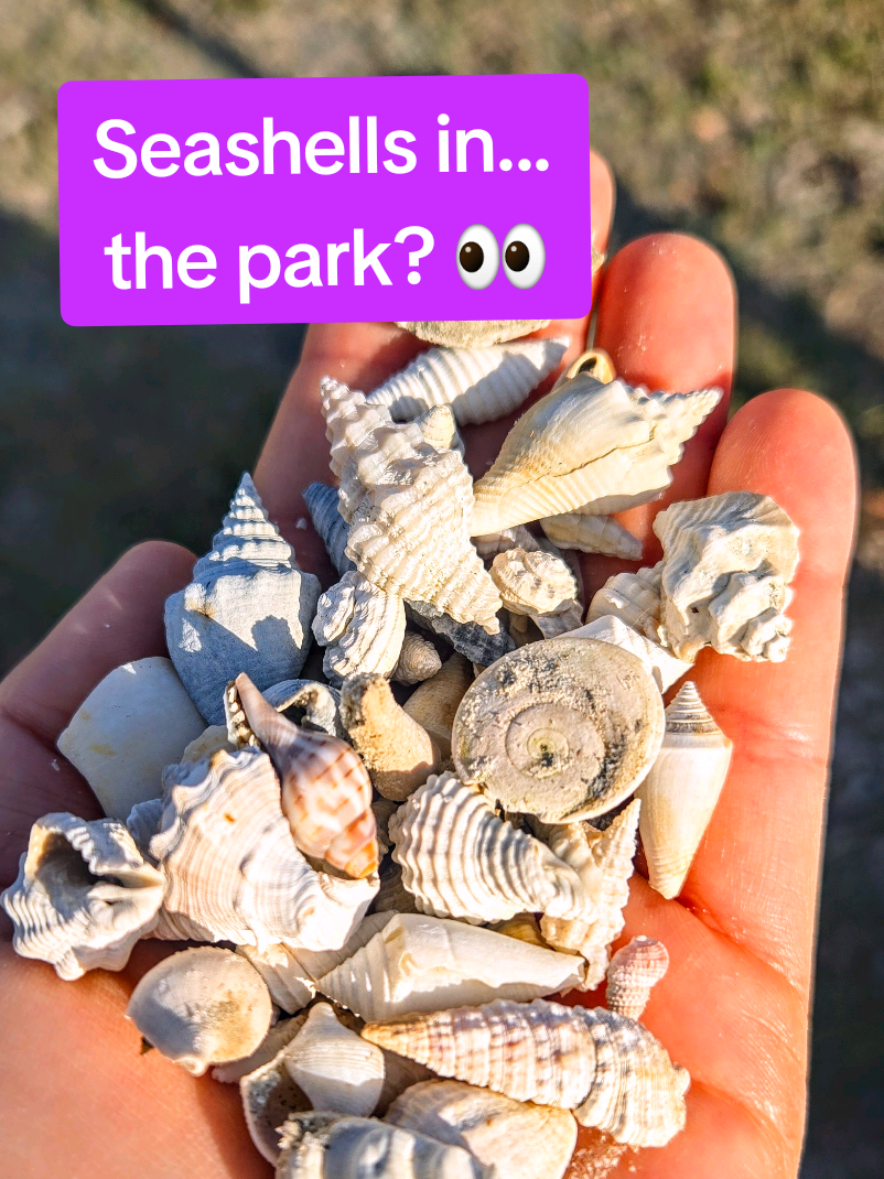 @The Seashell Mermaid 🐚