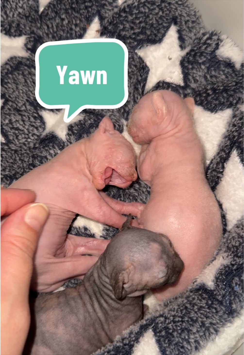@Boba’s Buds Minskin Cats