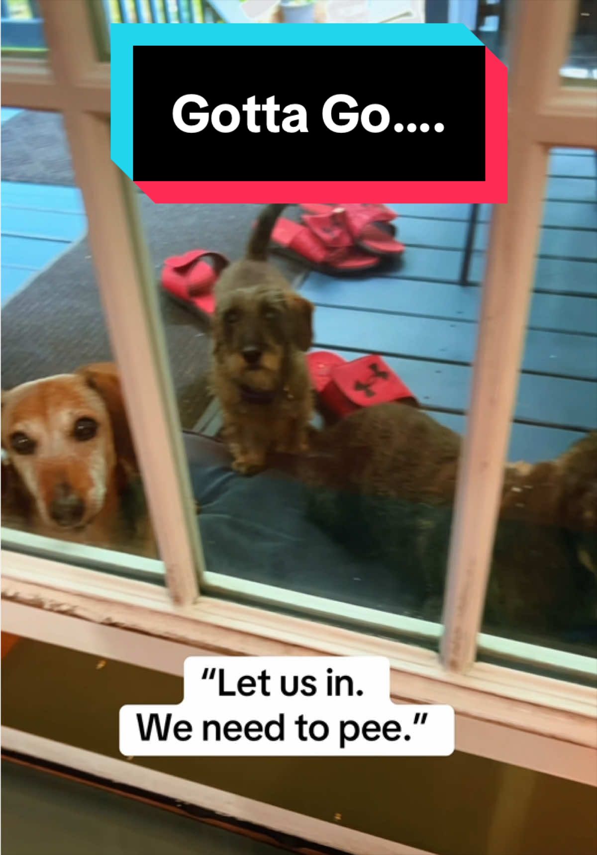 @dr.adam_christman_Veterinarian