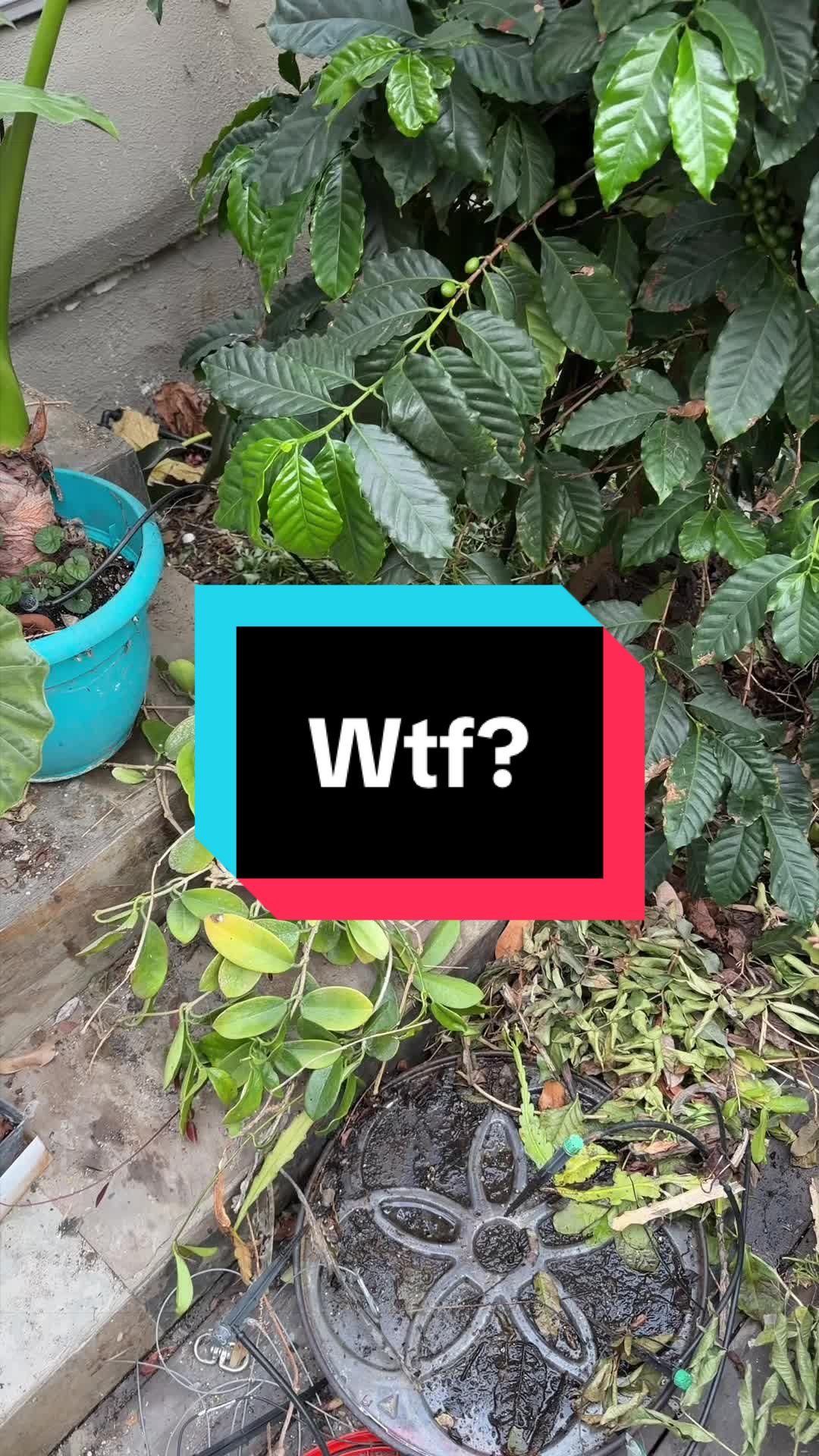 @FancyPlantsLA