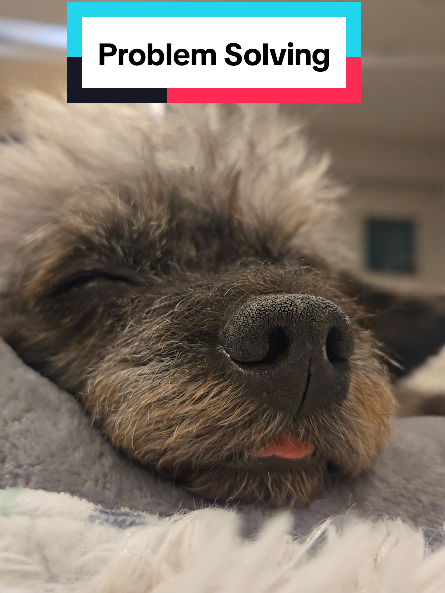 @Koda the Canine Yoda