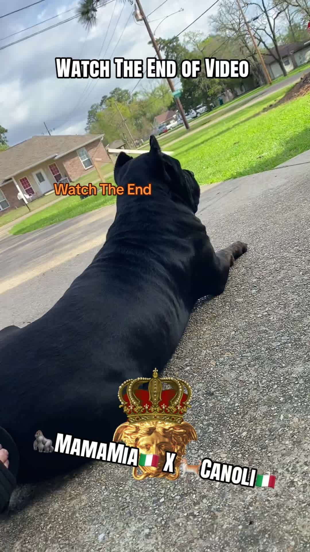 @🇮🇹ItalysFinest🏆CaneCorsos🦍