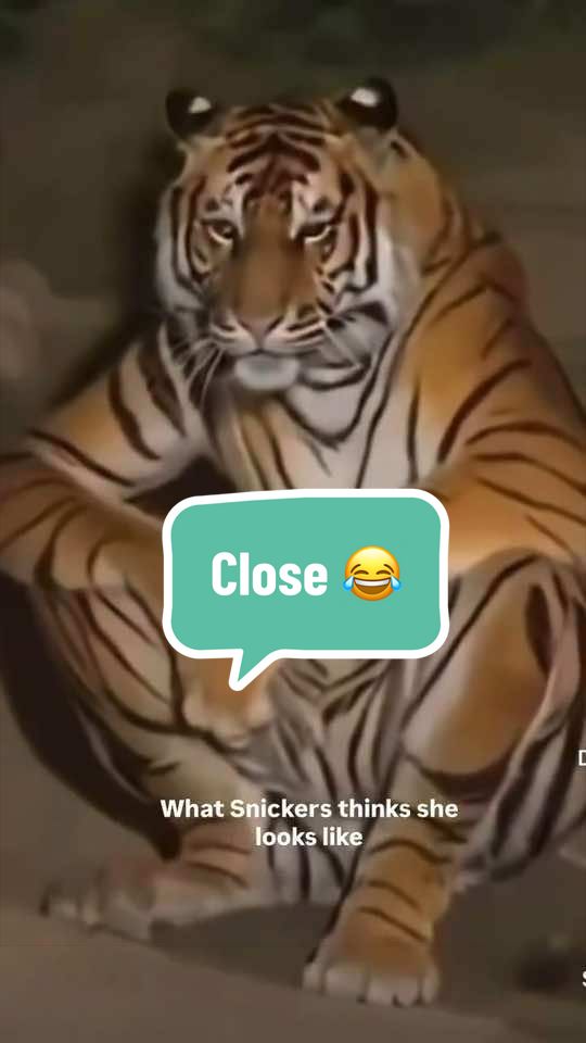 @SnickersTheSmilingCat