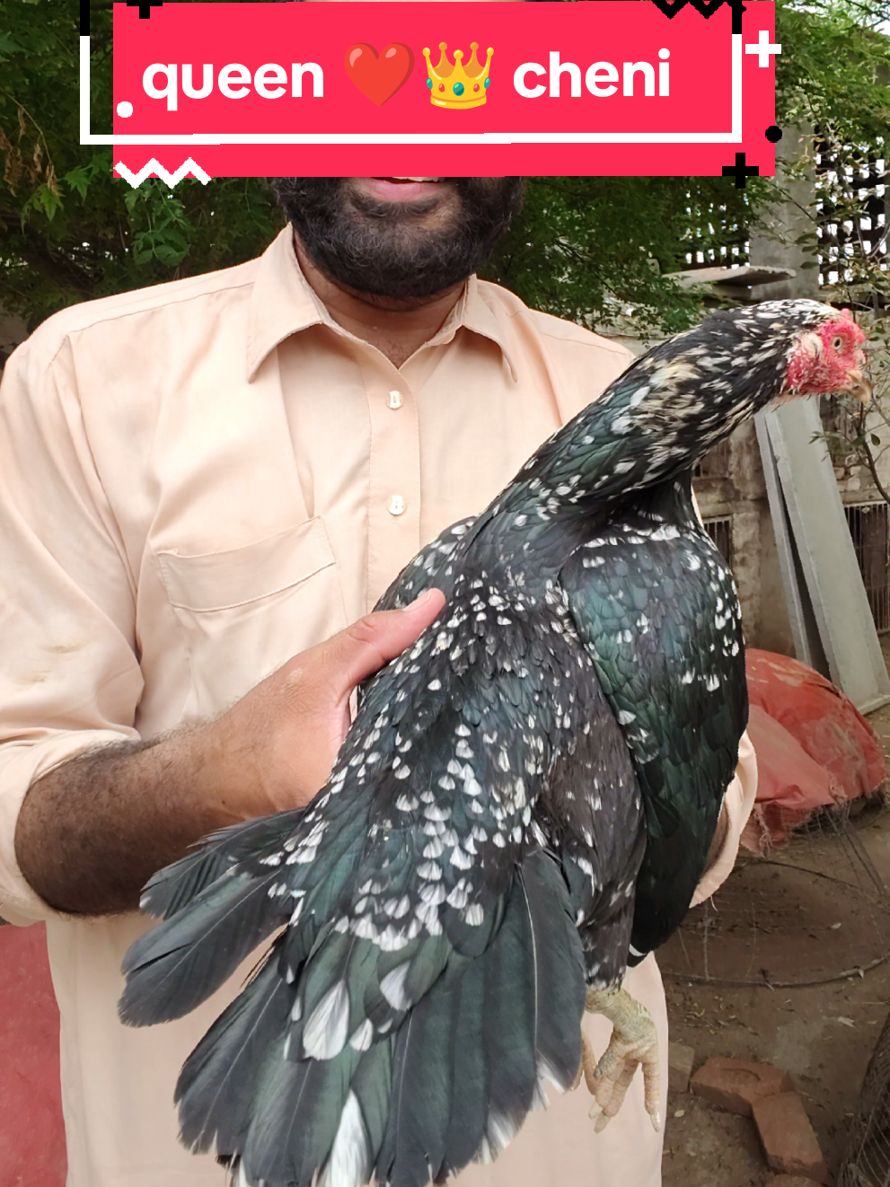 @faizan aseel farm 786