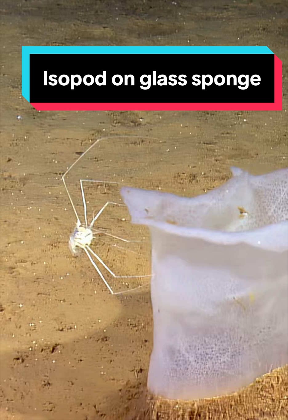 @Ocean Exploration Trust