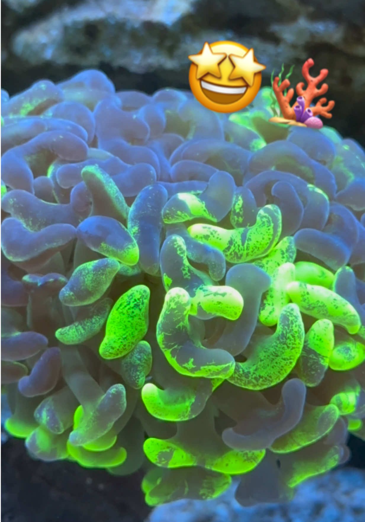 @reefer_z