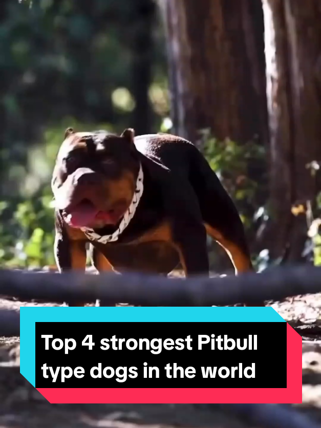 @The pet post