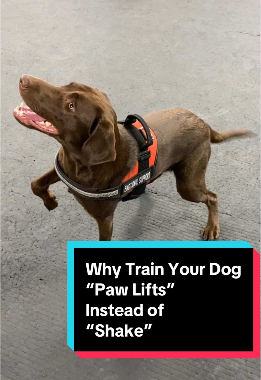@AmandaT | Your Dog is COOL!