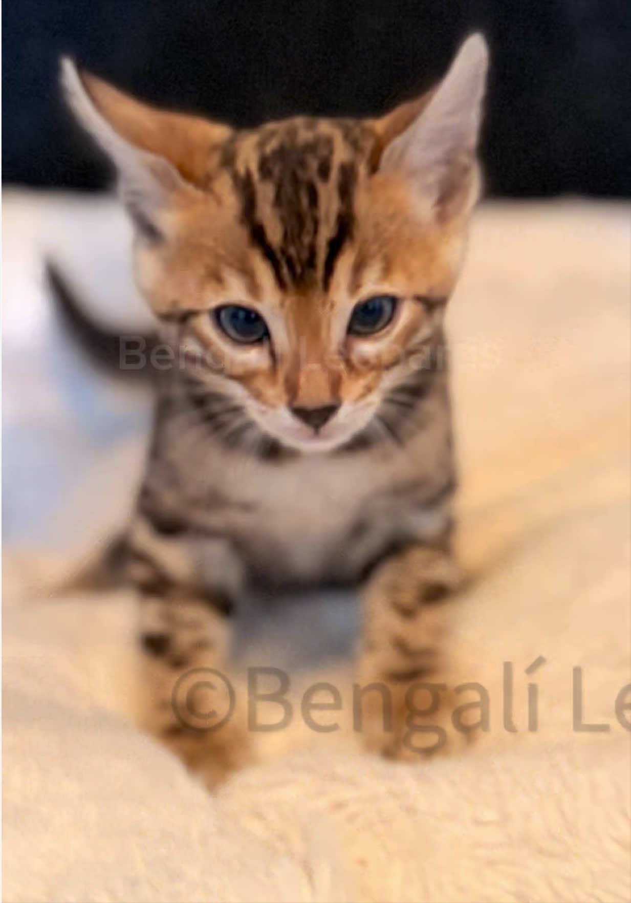 @ＢＥＮＧＡＬ&Iacute;&emsp;ＬＥＯＰＡＲＤＳ