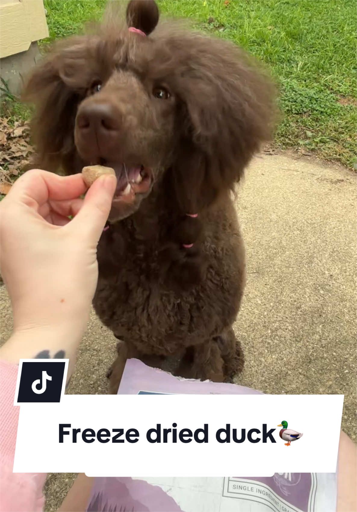 @Maddie, Jovie & Nessie🤍🤎🐩