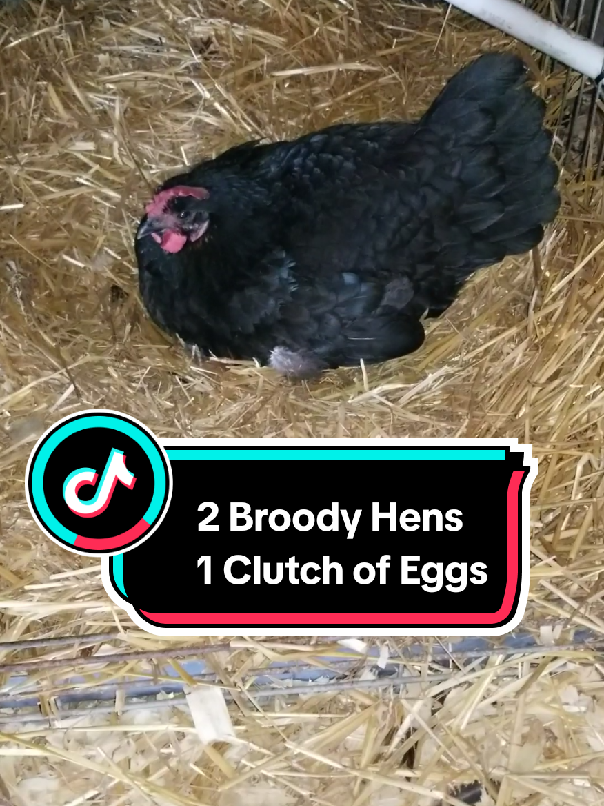 @CityChickenFarm