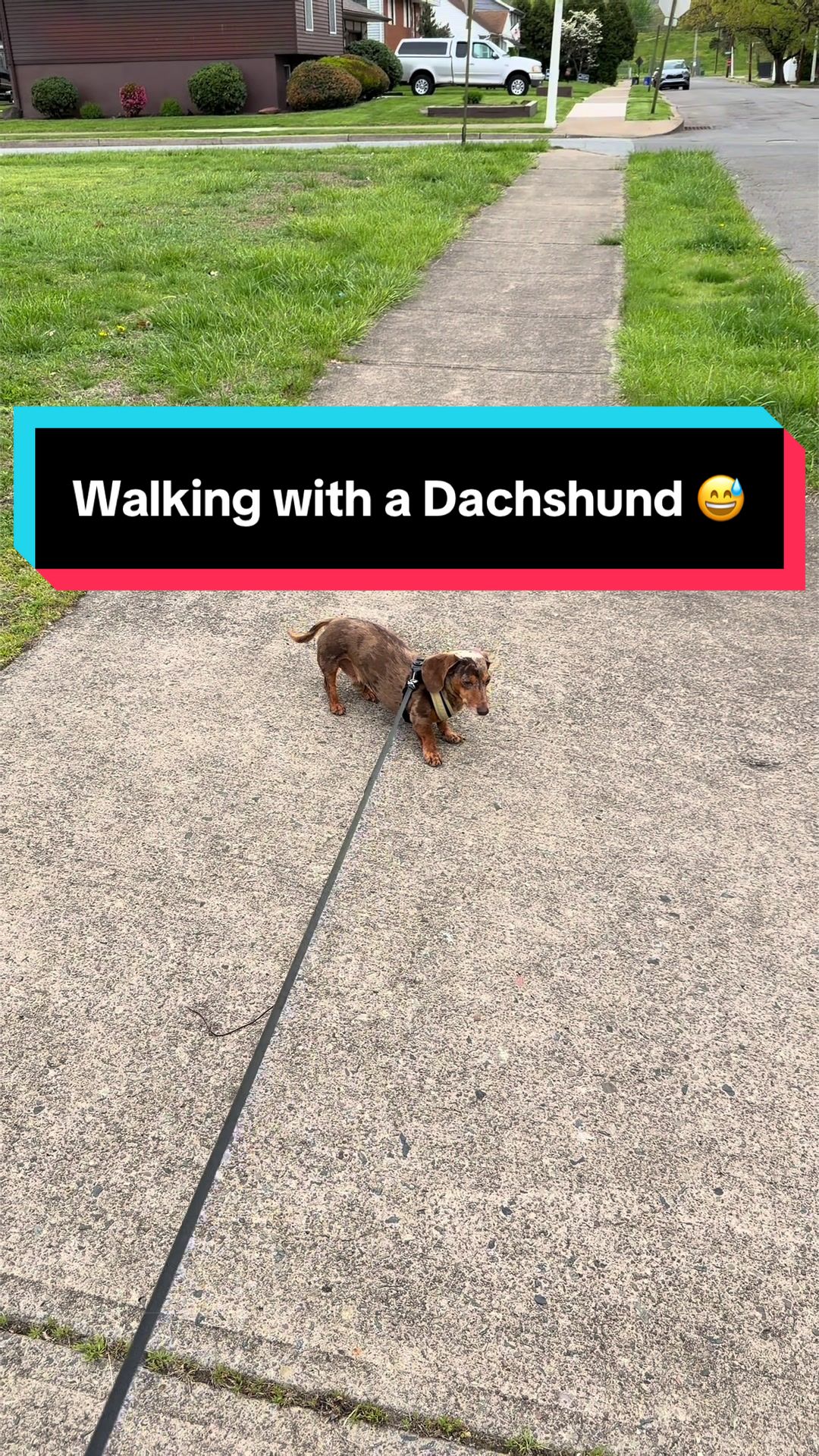 @NormanTheWienerDog