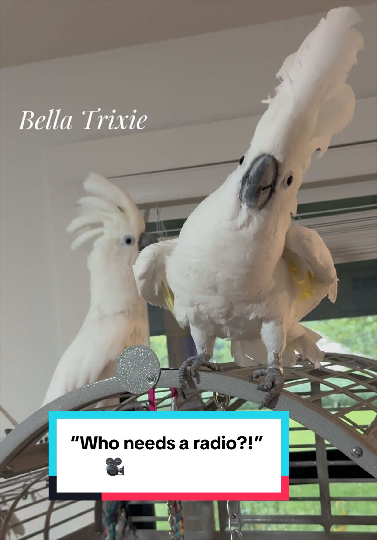 @bella_trixie_party