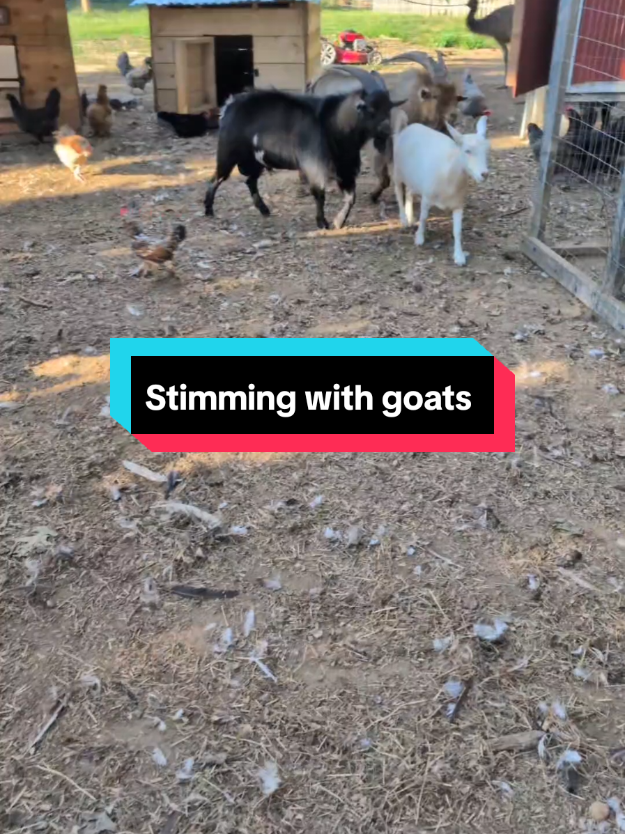 @Chickens & Bullies