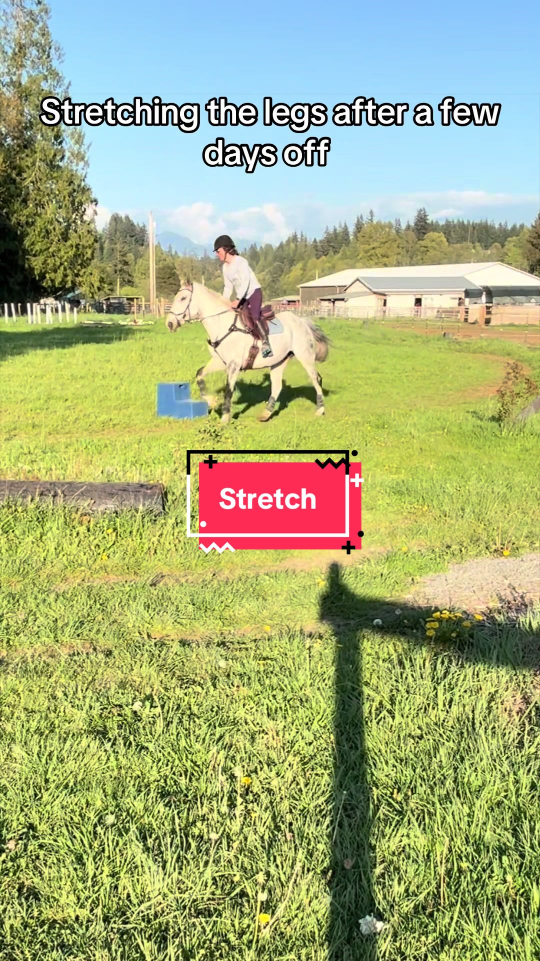 @BlueStarEquestrian