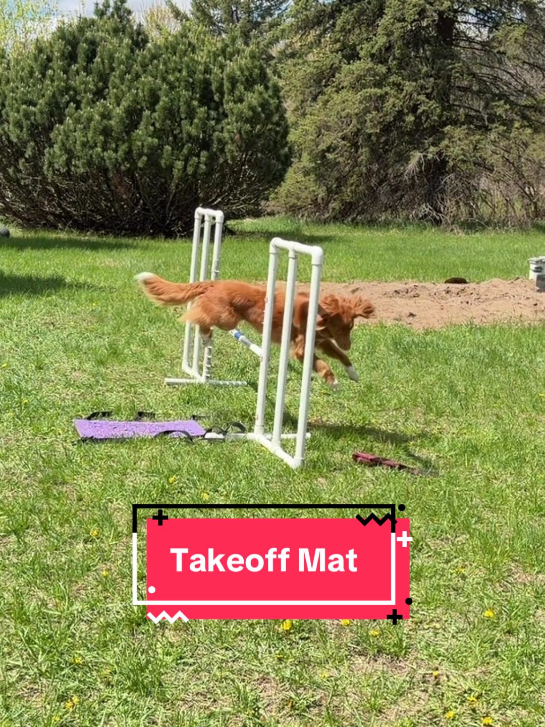 @Laura Waudby - Dog Sports