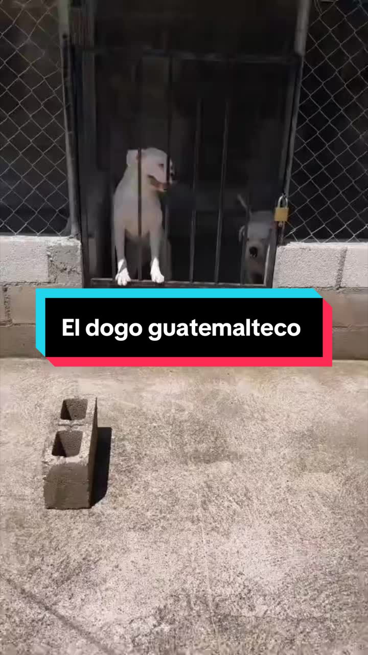 @El Joker