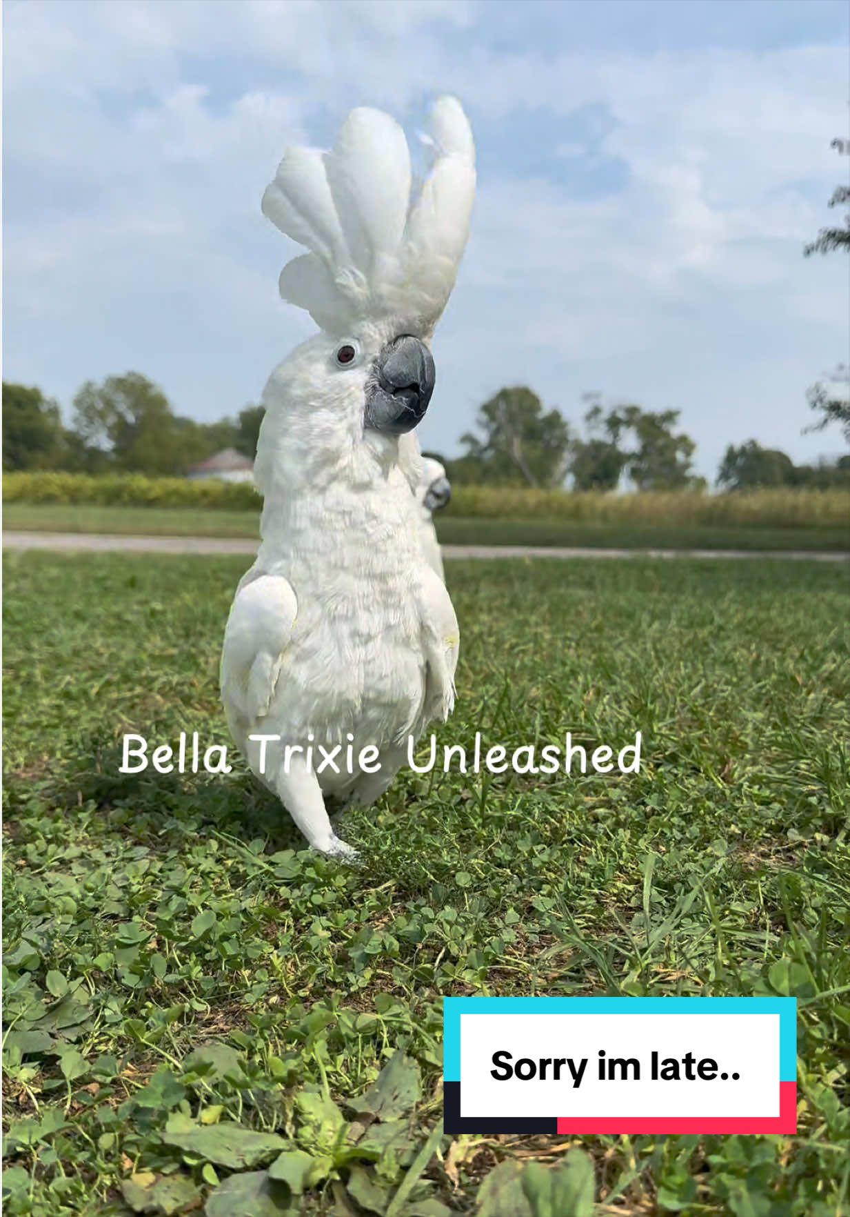 @bella_trixie_unleashed