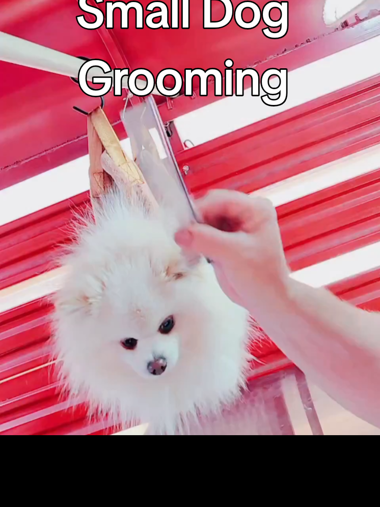@Pompoochie