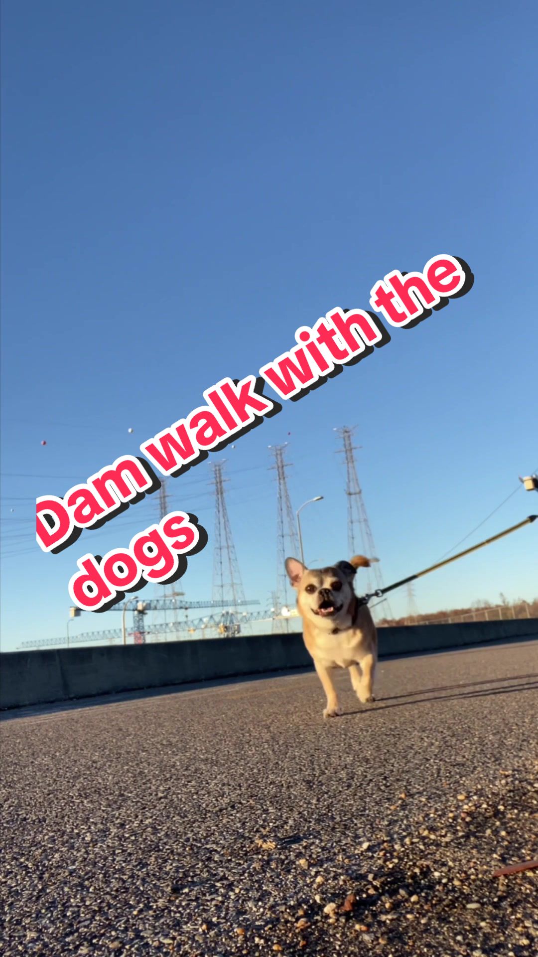 @AllyCat