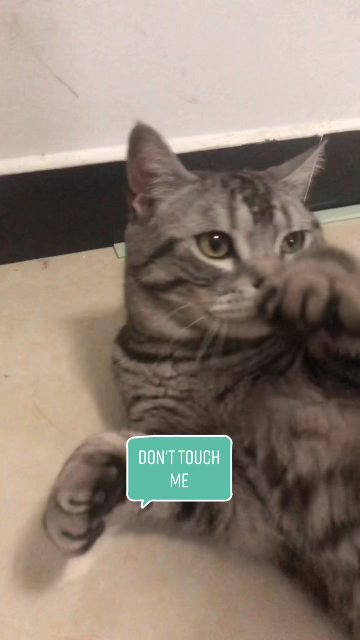 @Ice-creamy cat