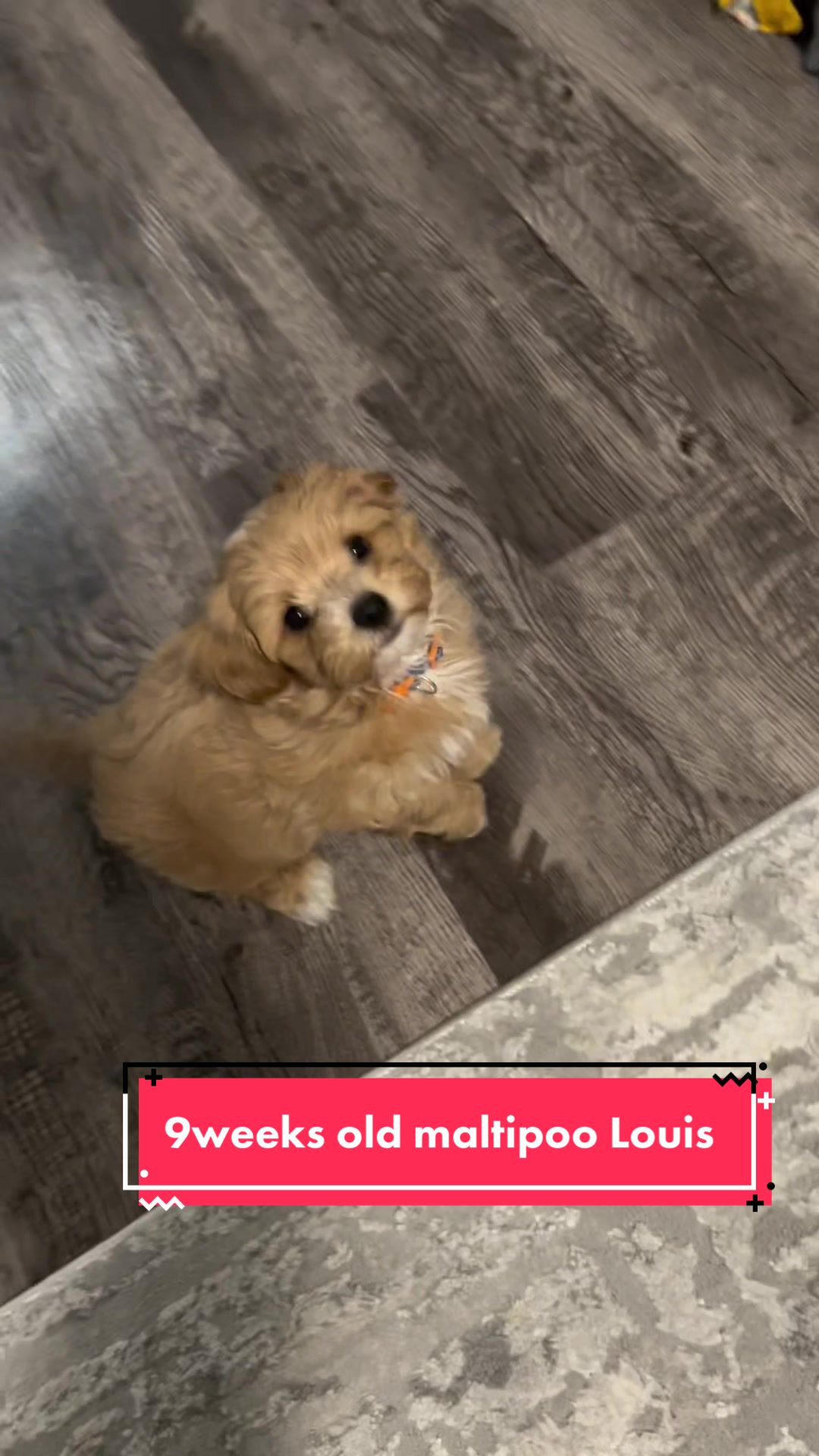 @Louis the Maltipoo