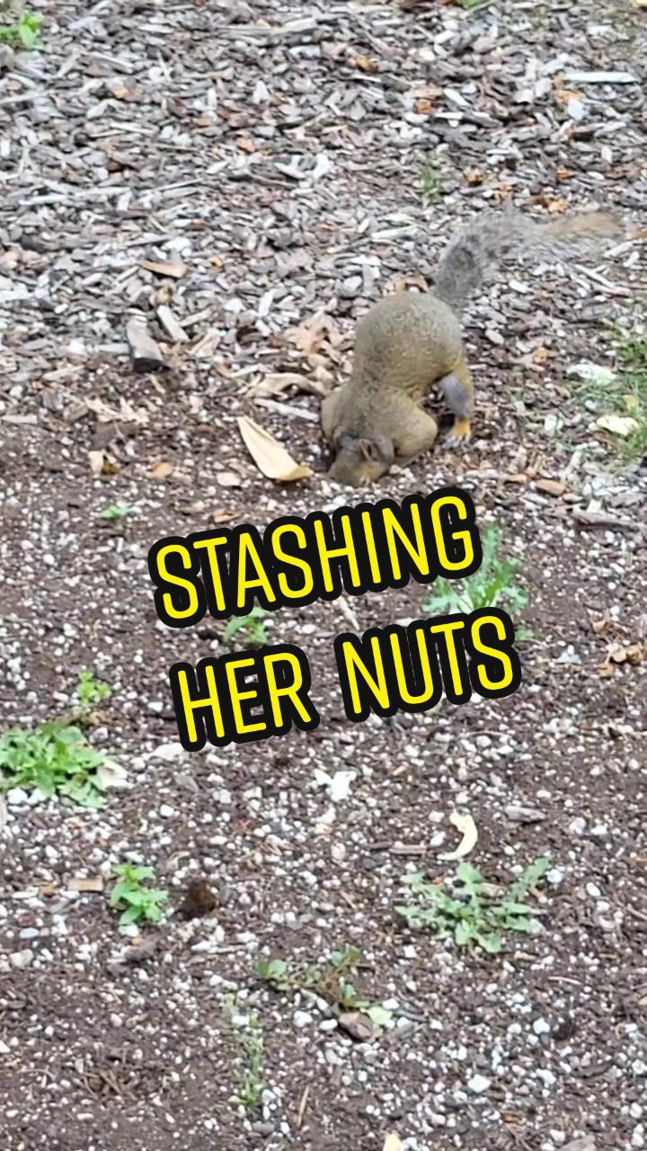 @ZippyTheRescueSquirrel