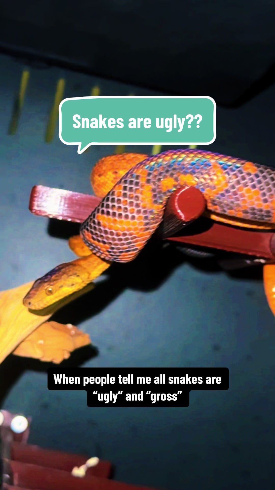 @carpe.diem.serpents