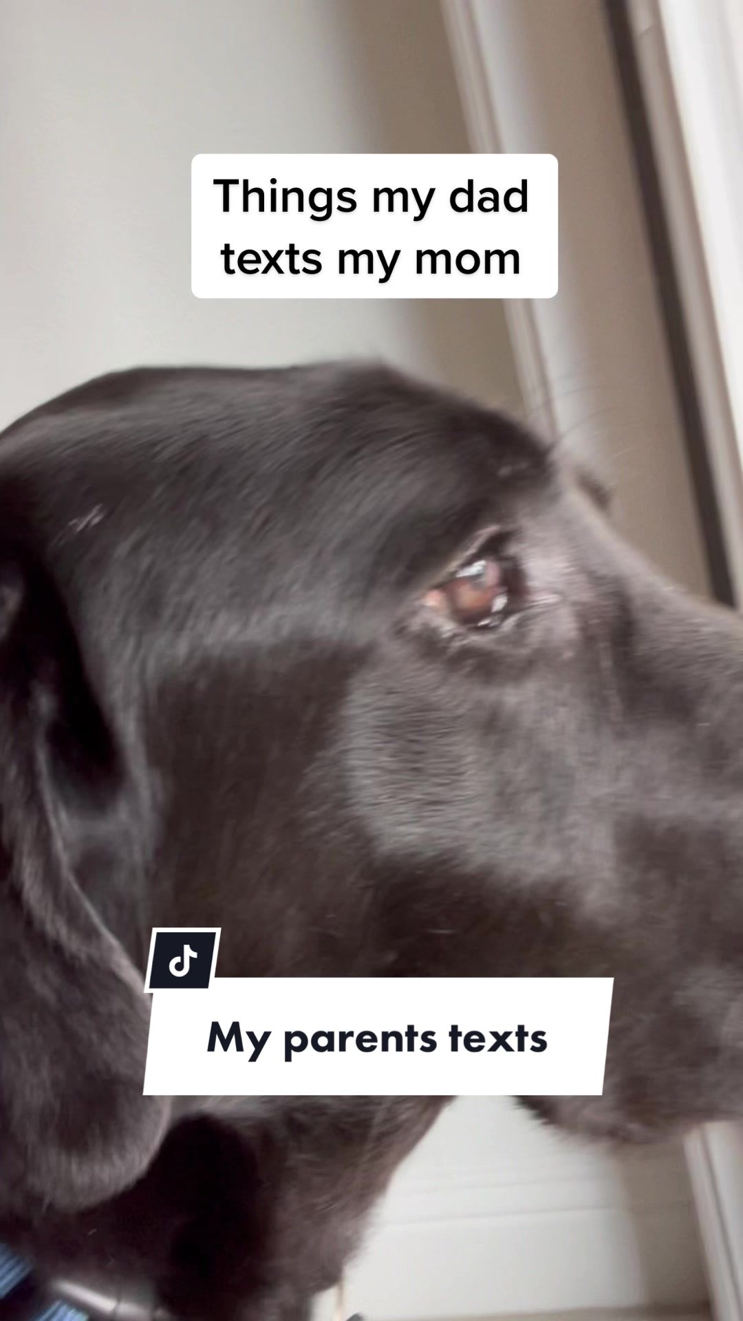 @Huxley Knox the Black Lab