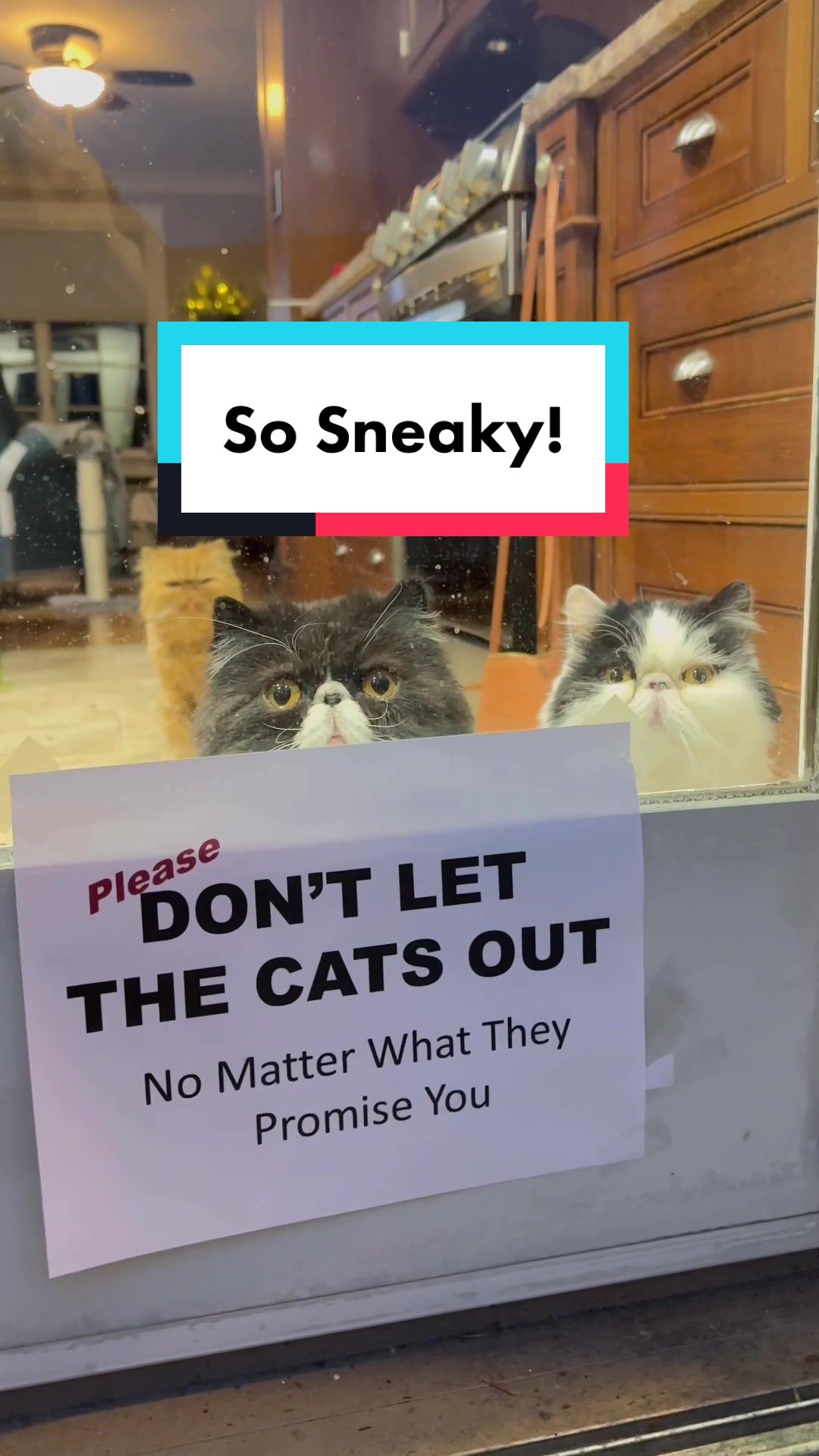 @Walter Bishop The Cat