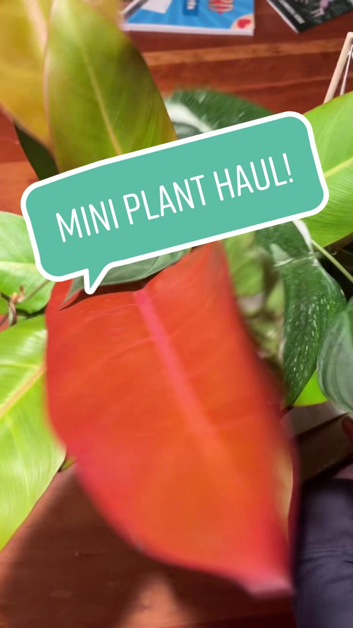 @plants 🌿