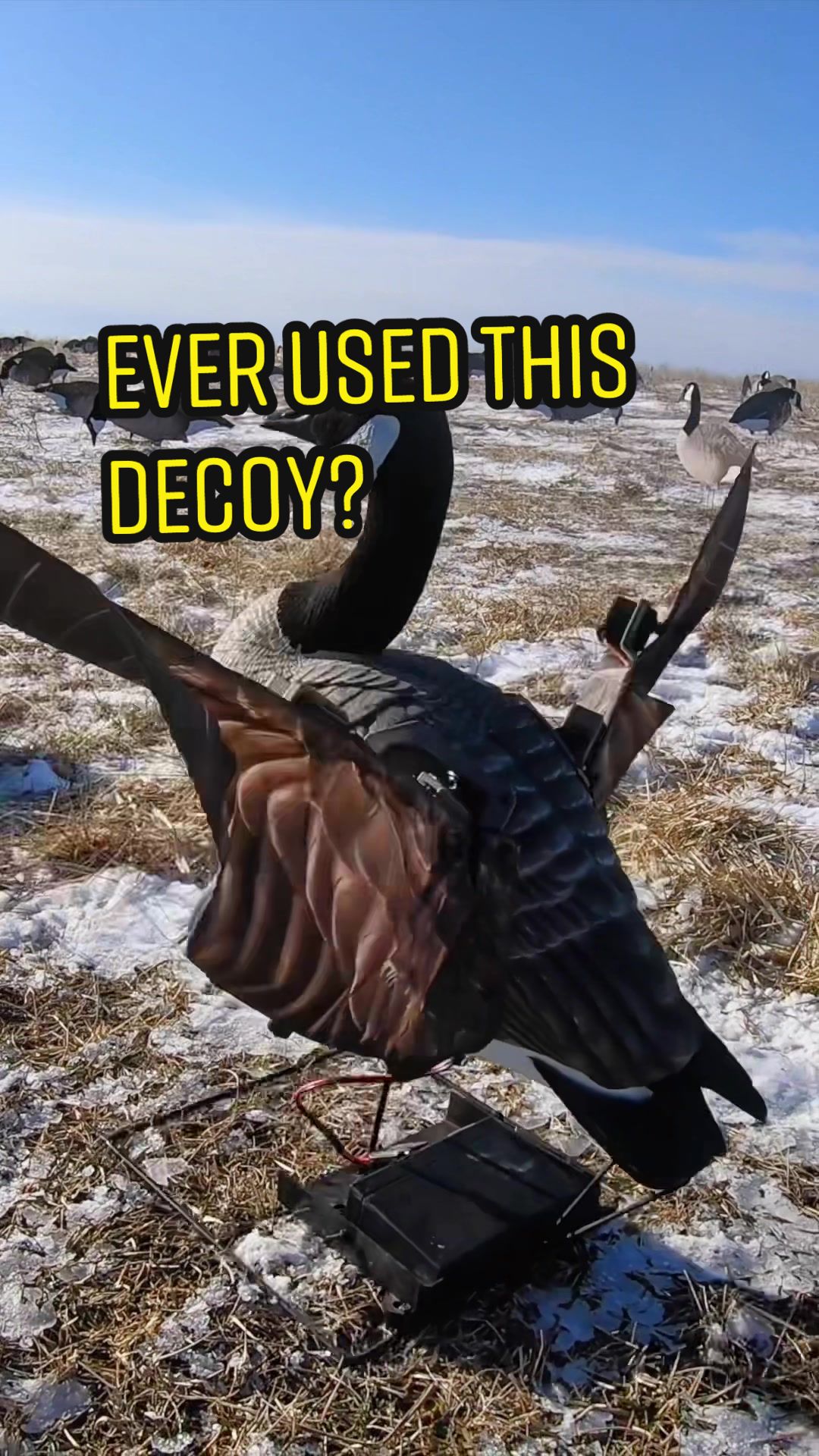 @Birdbath Waterfowl🦆