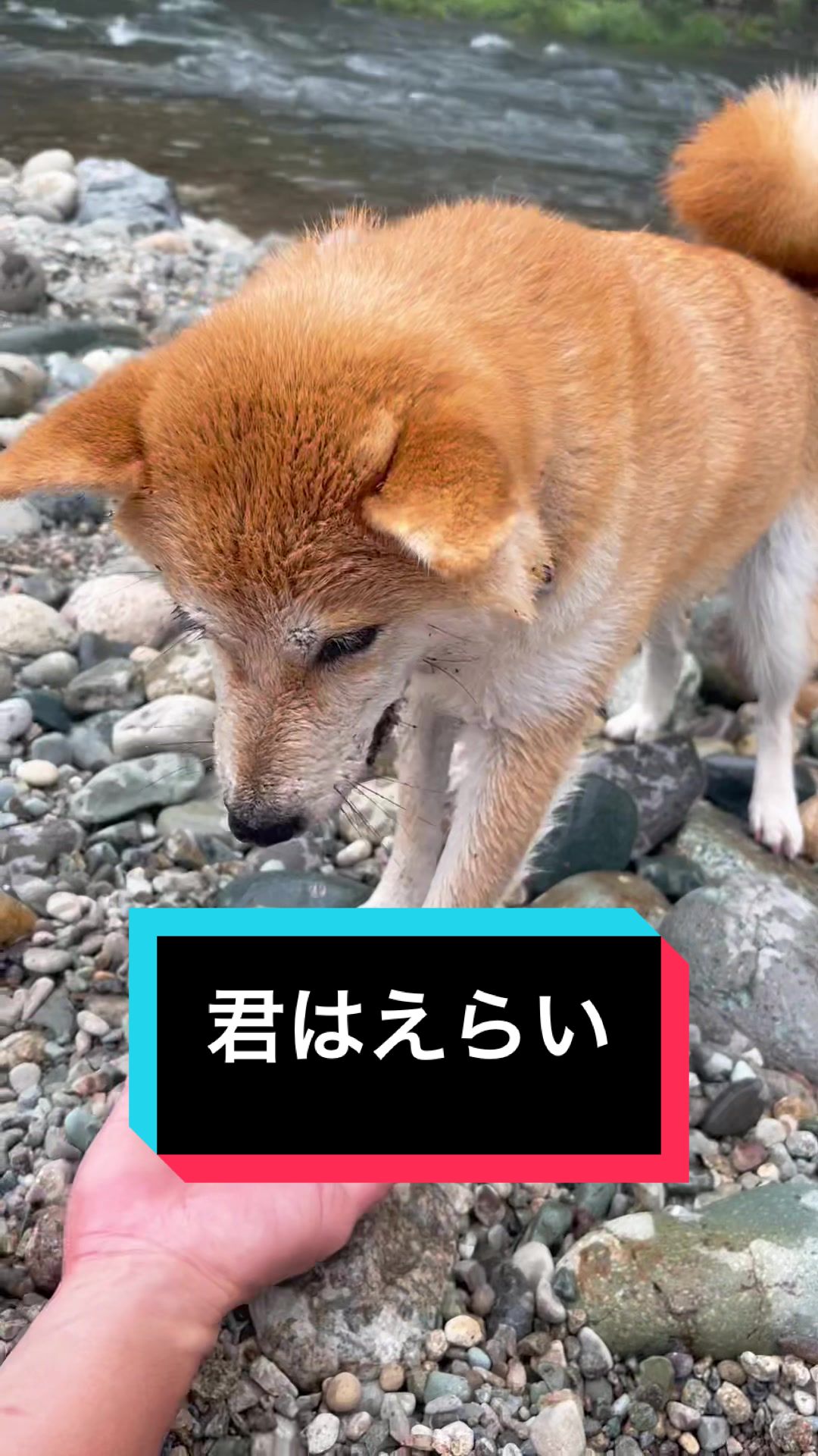 @🧿Mamidogs🧿
