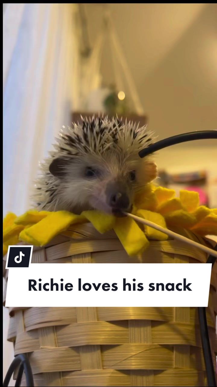 @lil_richie
