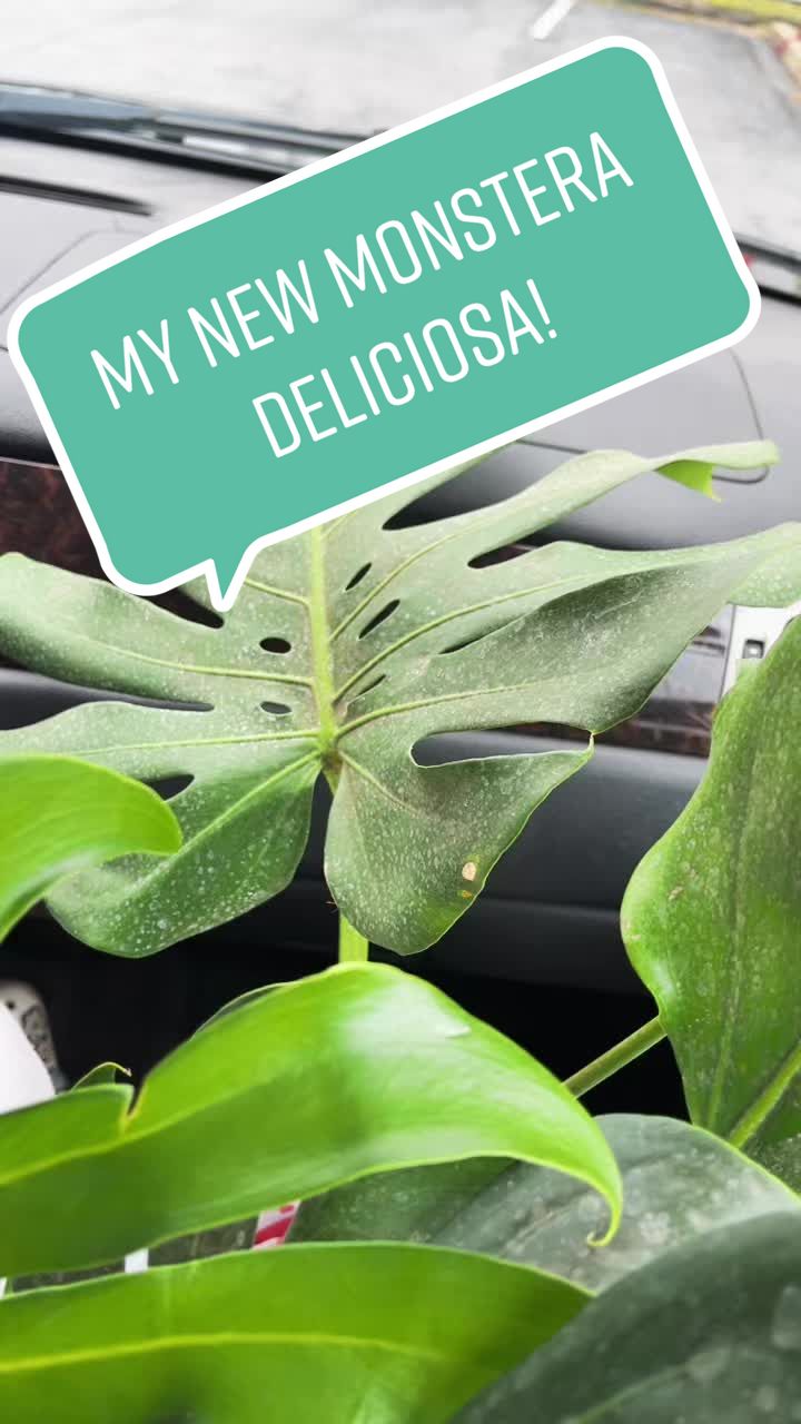 @plants 🌿