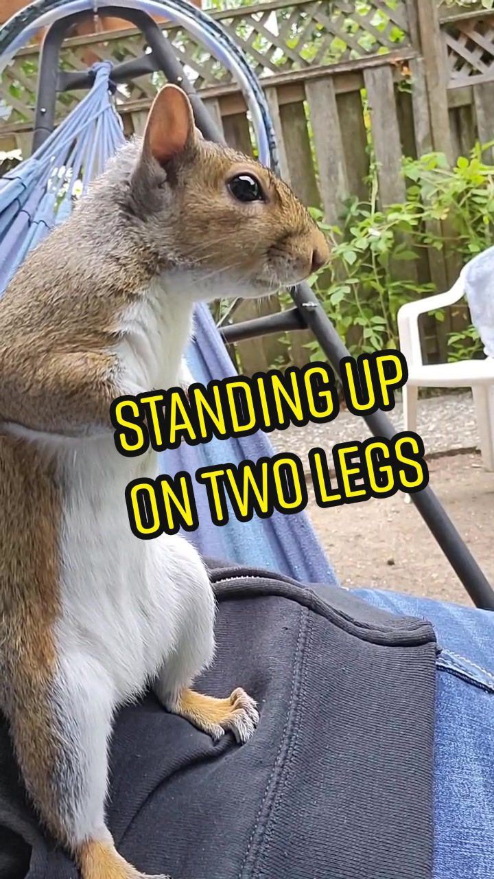 @ZippyTheRescueSquirrel