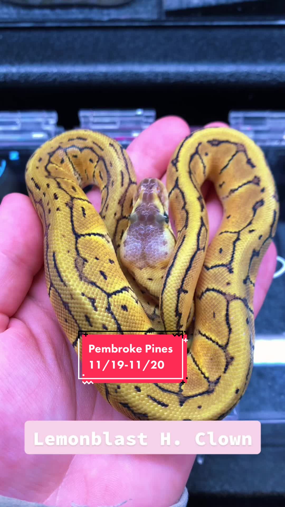 @KMReptiles