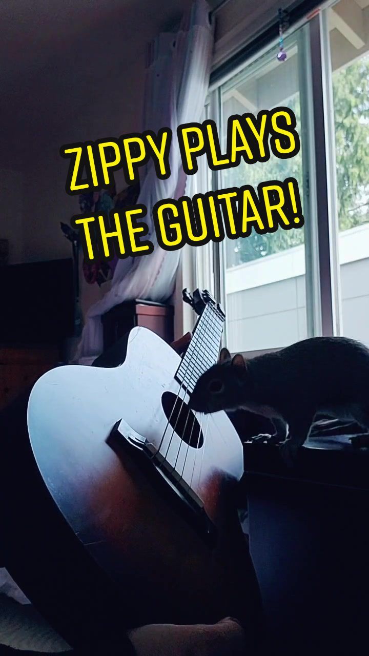 @ZippyTheRescueSquirrel