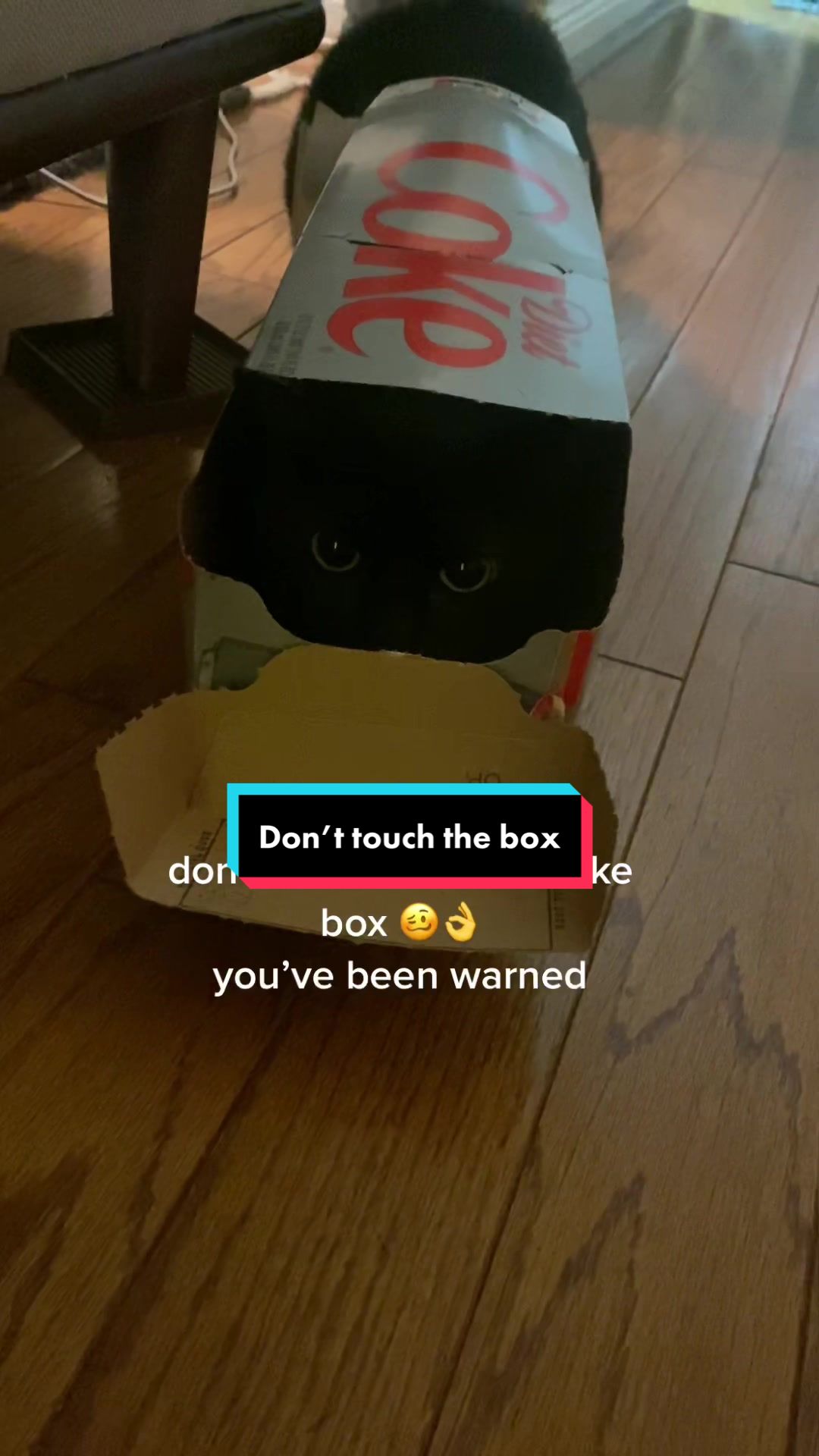 @Mr. Tiny Bagheera